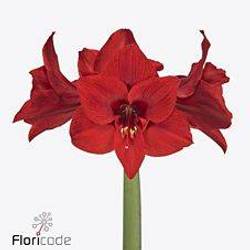 Amaryllis Krt.rot Shiraz X 10