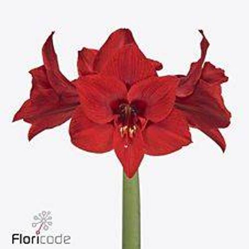 Amaryllis Krt.rot Shiraz X 10