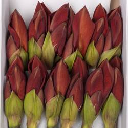 Amaryllis Krt.rot Shiraz X 10