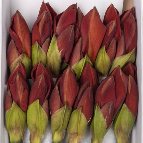 Amaryllis Krt.rot Shiraz X 10