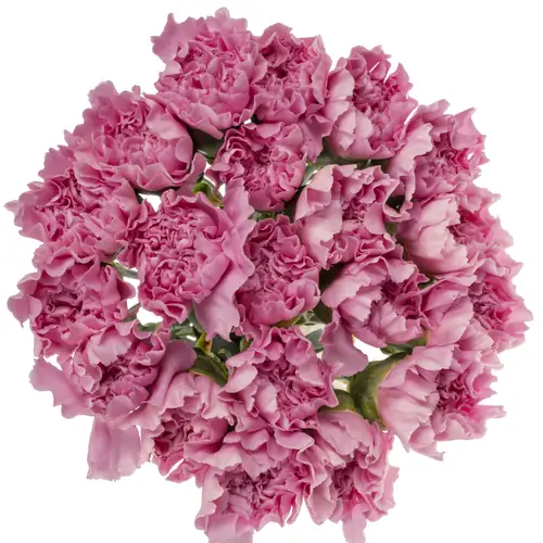Nelke rosa Miss Mythical 60cm