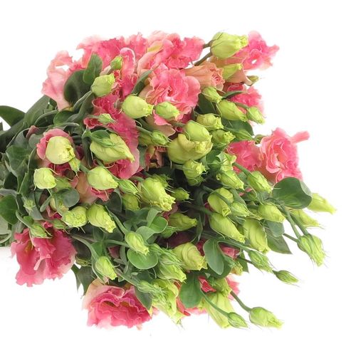 Lisianthus aprico Arena Champagne 70cm