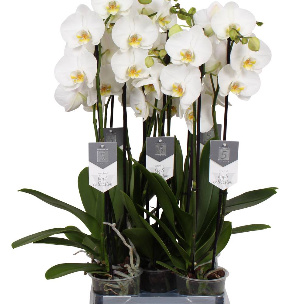 Phal.3-R weiss Nottingh. T12 H060