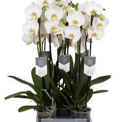Phal.3-R weiss Nottingh. T12 H060