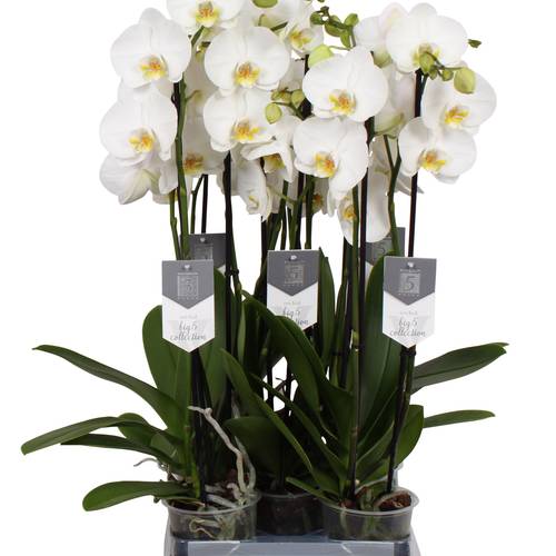 Phal.3-R weiss Nottingh. T12 H060