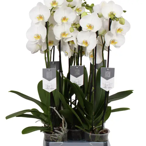 Phal.3-R weiss Nottingham T12 H060