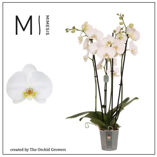 Phal.4-R weiss Nottingham Mimesis T12 H070