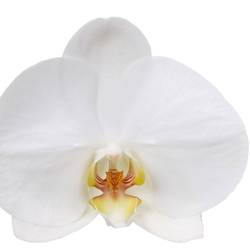 Phal.4-R weiss Nottingham Mimesis T12 H070