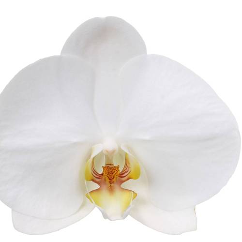 Phal.4-R weiss Nottingham Mimesis T12 H070