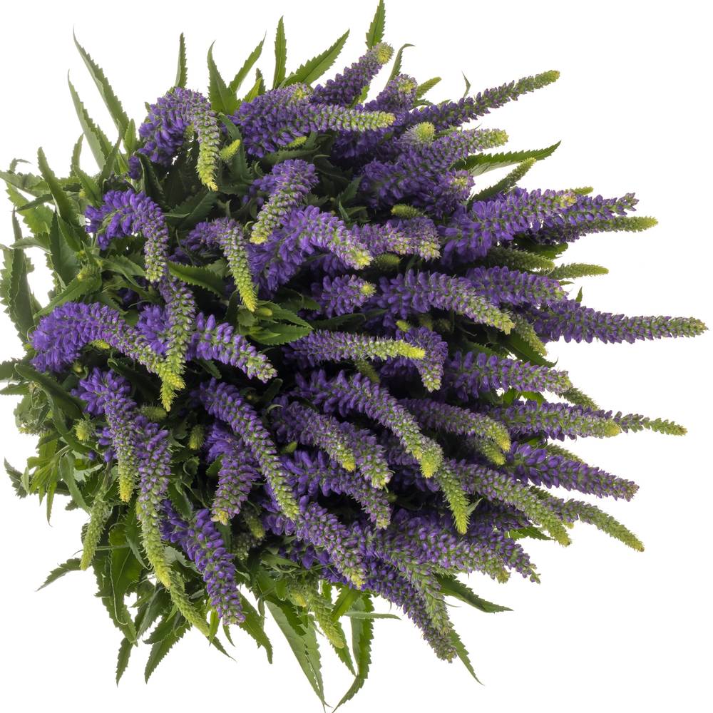 Veronica lila Skyler Blue 50cm