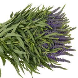 Veronica lila Skyler Blue 50cm