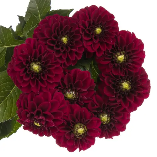 Dahlia dunkelrot Black Fox 50cm