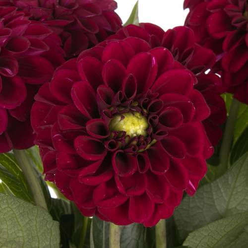 Dahlia dunkelrot Black Fox 50cm