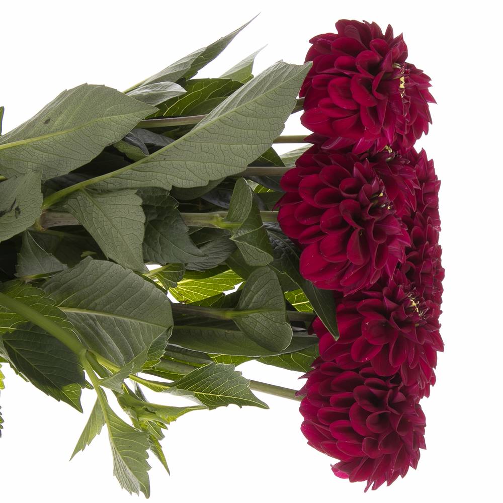 Dahlia dunkelrot Black Fox 50cm