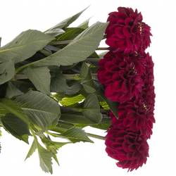 Dahlia dunkelrot Black Fox 50cm