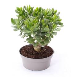 Crassula Minova Magic Woods T20 H27