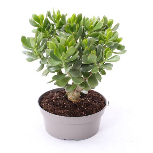 Crassula Minova Magic Woods T20 H27