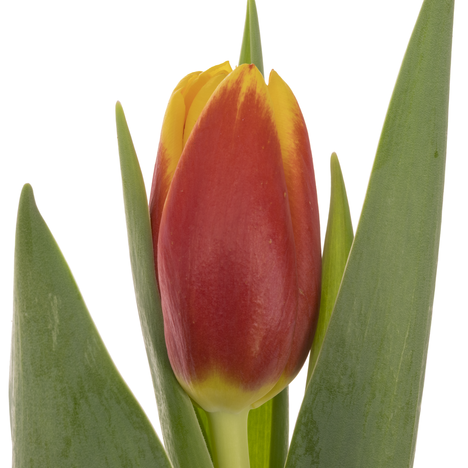 Tulpe rot/gelb Ready Borst 32 Gramm