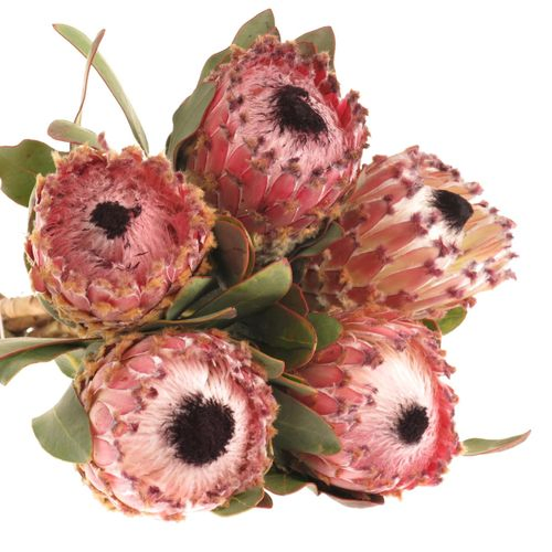 Protea rosa Magnifica 60cm Wie Barbigera
