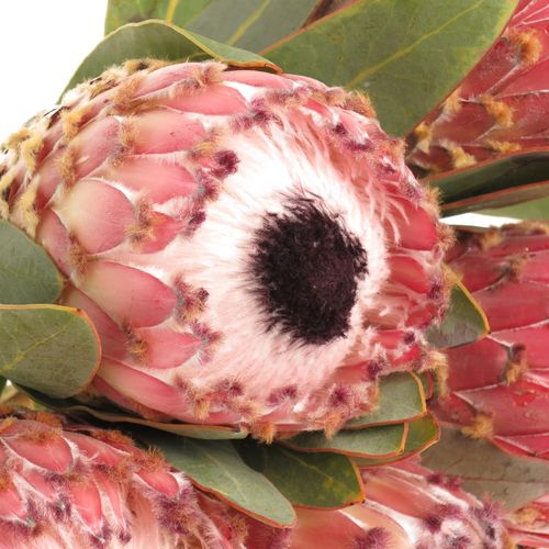 Protea rosa Magnifica 60cm Wie Barbigera