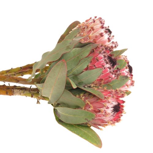 Protea rosa Magnifica 60cm Wie Barbigera
