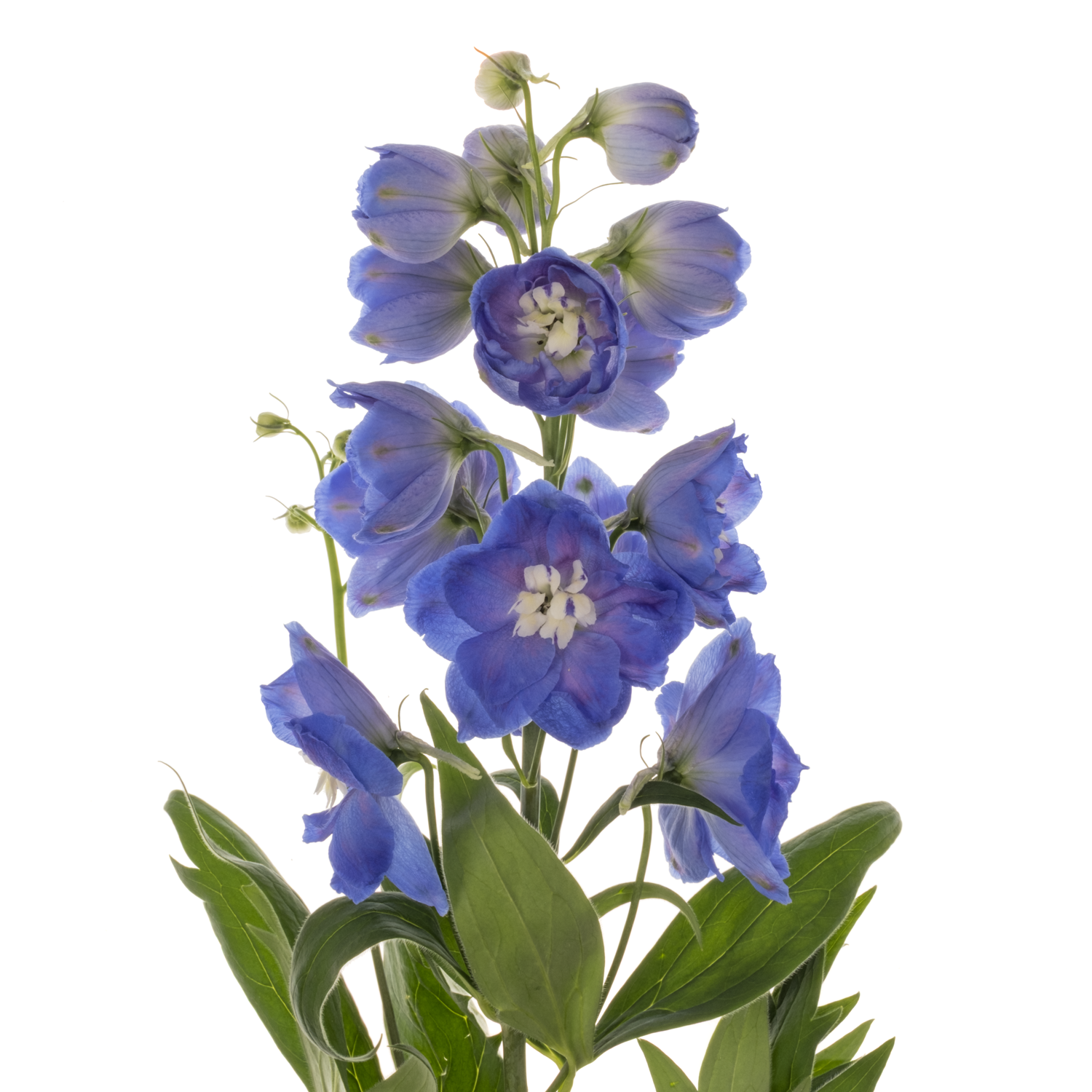 Delphinium dunkel blau Morning 60cm