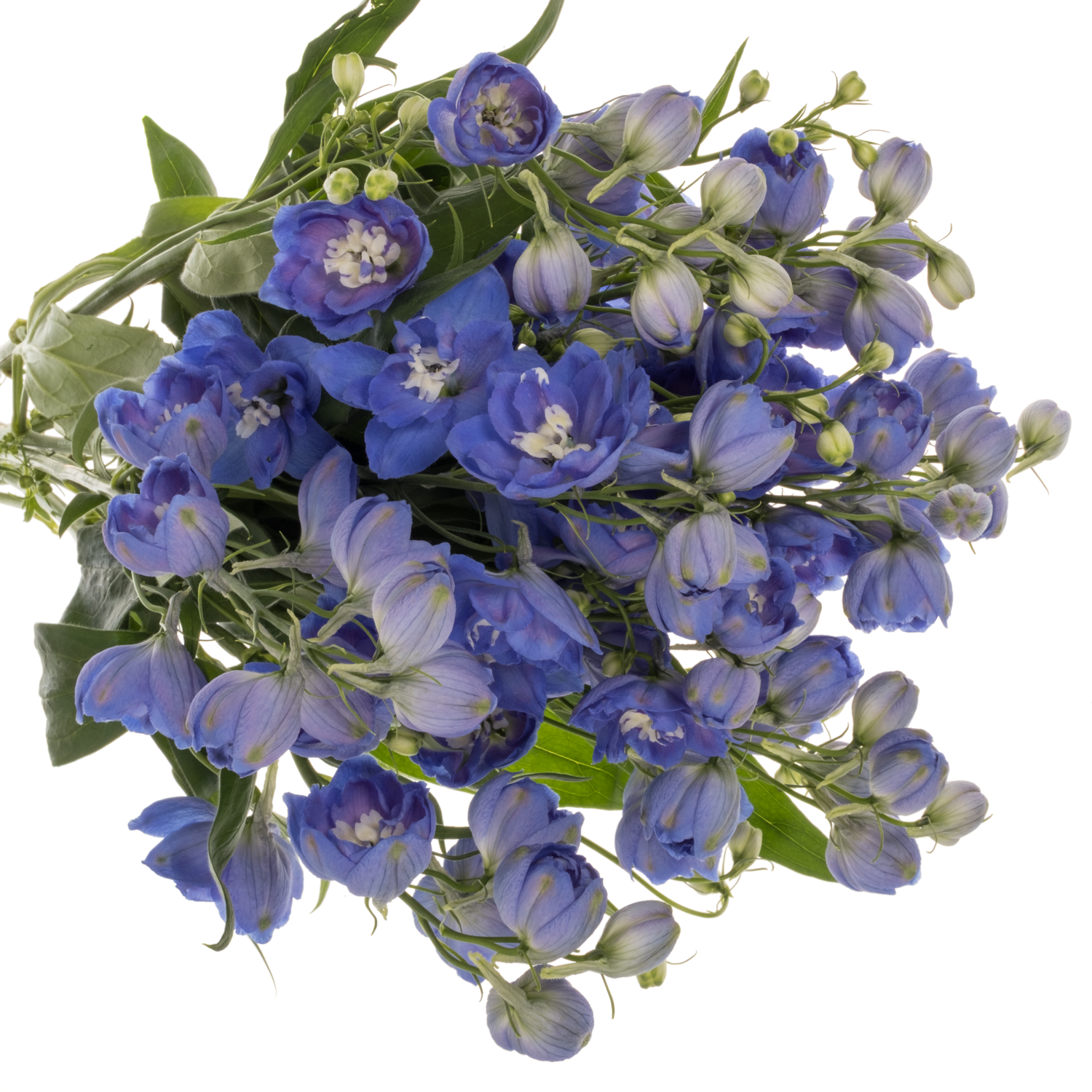 Delphinium dunkel blau Morning 60cm
