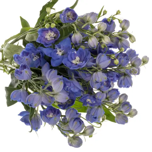Delphinium dunkel blau Morning 60cm