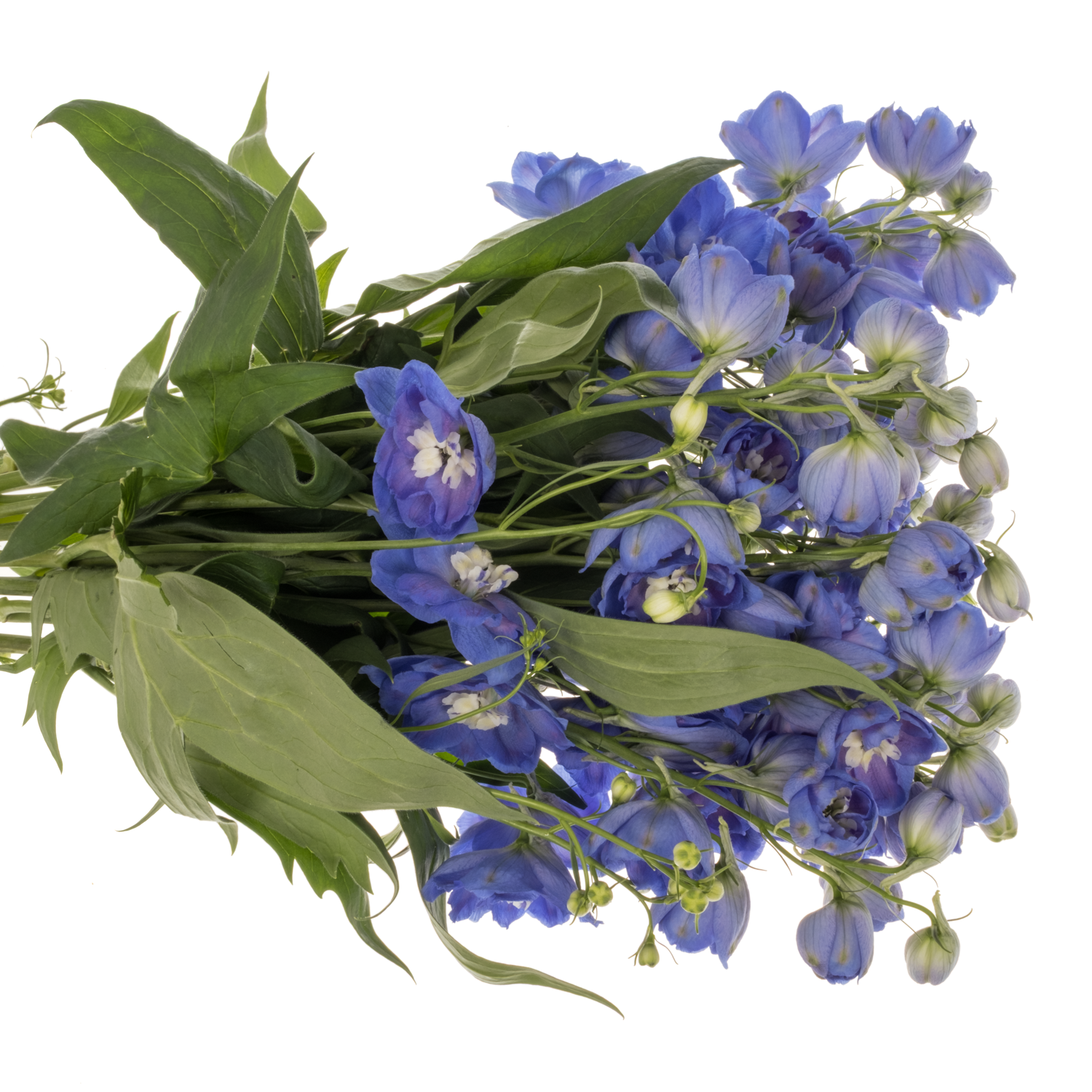 Delphinium dunkel blau Morning 60cm