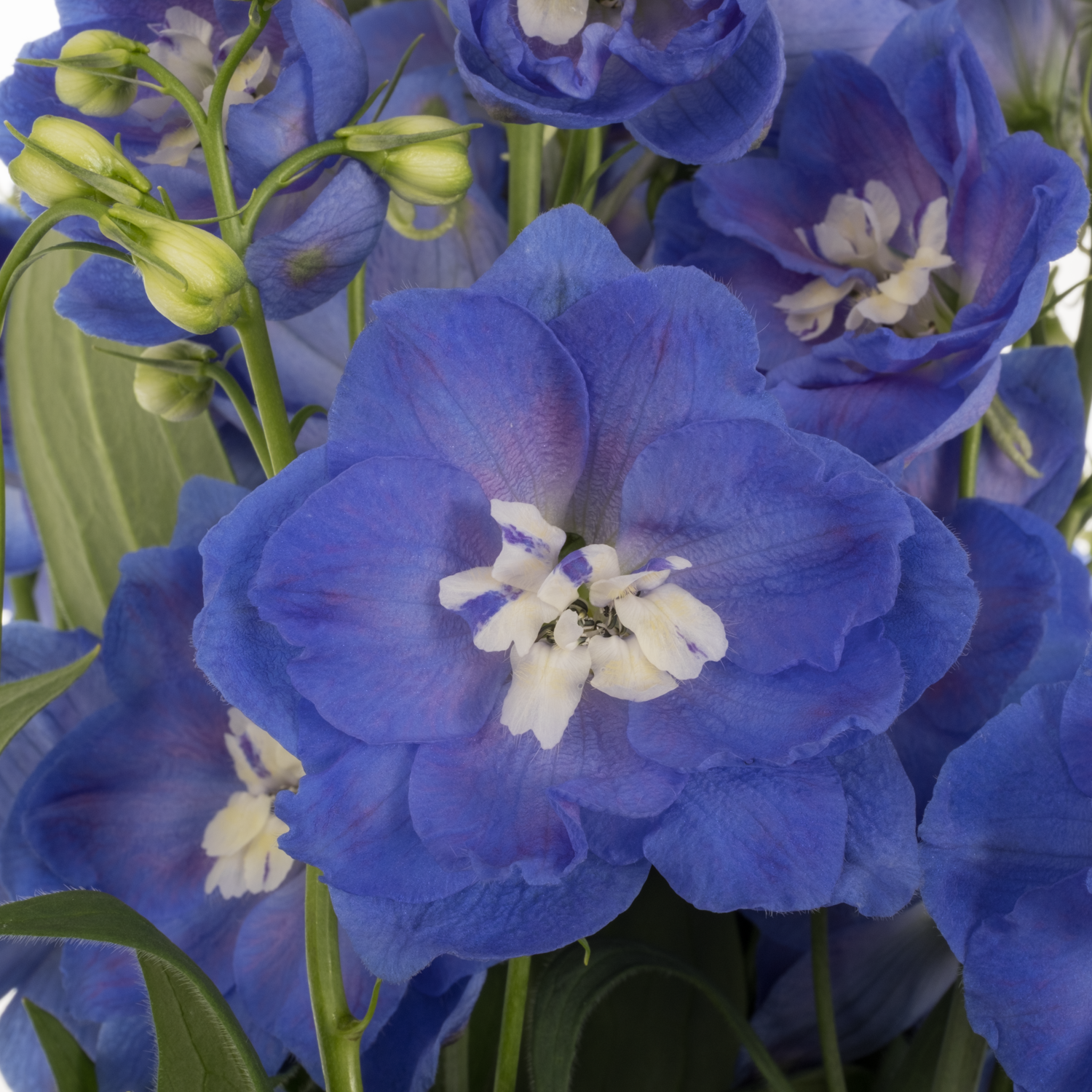 Delphinium dunkel blau Morning 60cm