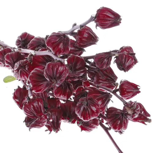 Hibiscus rot Merlot 80cm