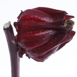 Hibiscus rot Merlot 80cm