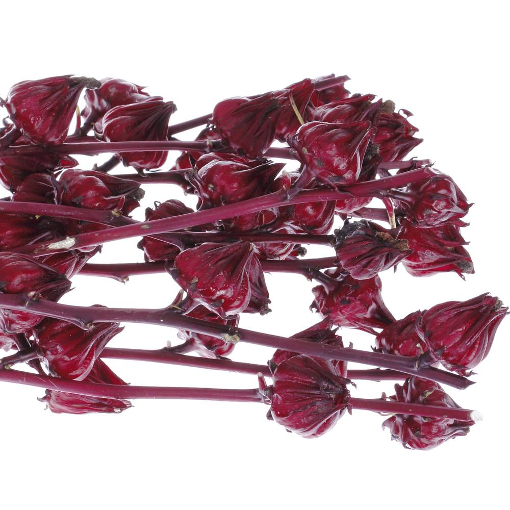 Hibiscus rot Merlot 80cm