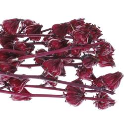 Hibiscus rot Merlot 80cm