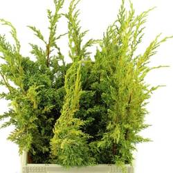 Konifere grün/gelb Aurea Bund L40cm 400 Gramm