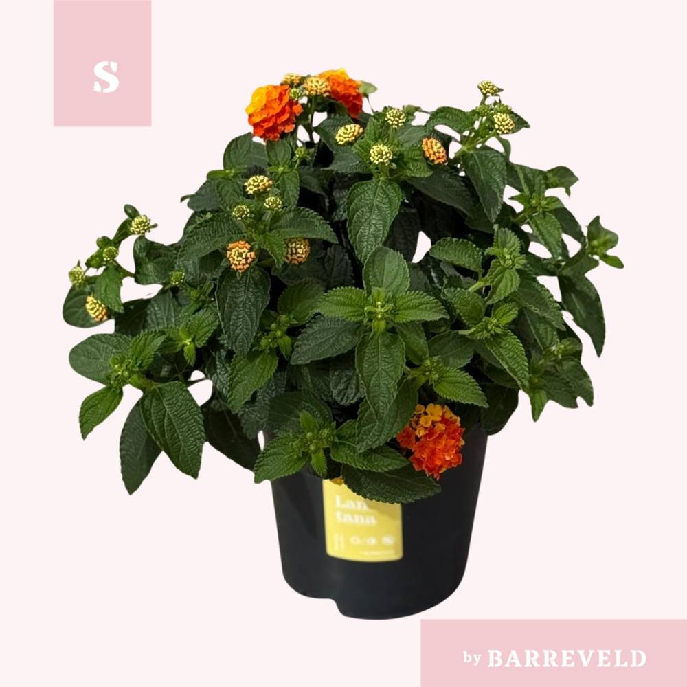 Lantana Oker T14 H025