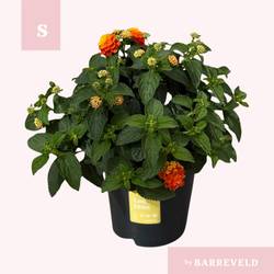 Lantana Oker T14 H025