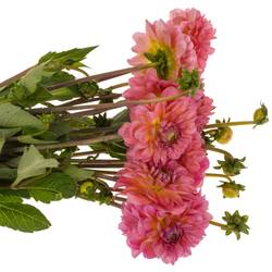 Dahlia rosa Pink Runner 55cm