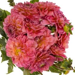 Dahlia rosa Pink Runner 55cm