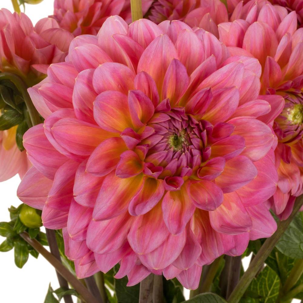 Dahlia rosa Pink Runner 55cm