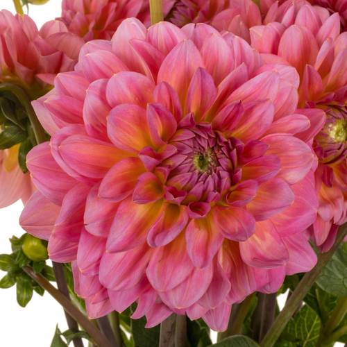 Dahlia rosa Pink Runner 55cm