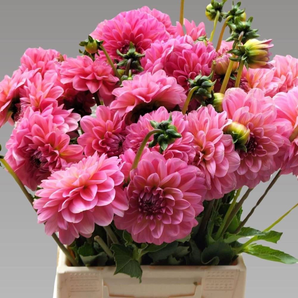 Dahlia rosa Pink Runner 50cm