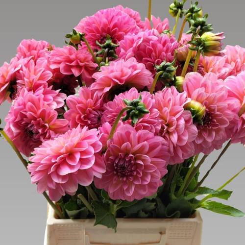 Dahlia rosa Pink Runner 50cm