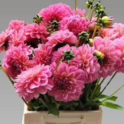 Dahlia rosa Pink Runner 50cm