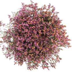 Limonium rosa Tiffany Diamond 35 Gramm 80cm