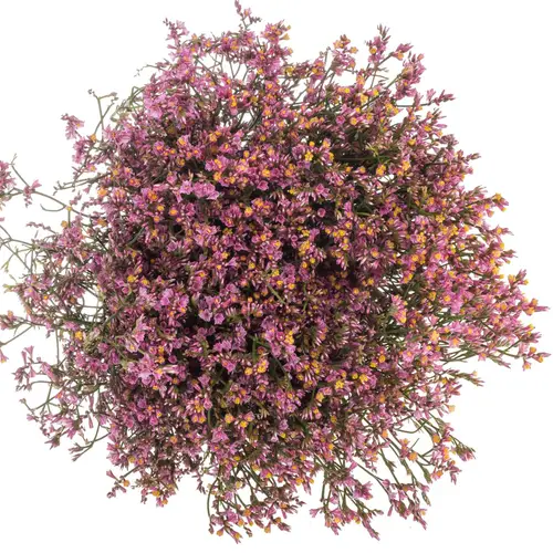 Limonium rosa Tiffany Diamond 30 Gramm 80cm