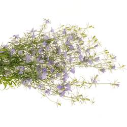 Nigella hell blau Bucharia 70cm