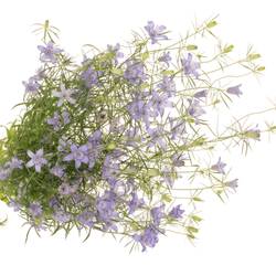 Nigella hell blau Bucharia 70cm