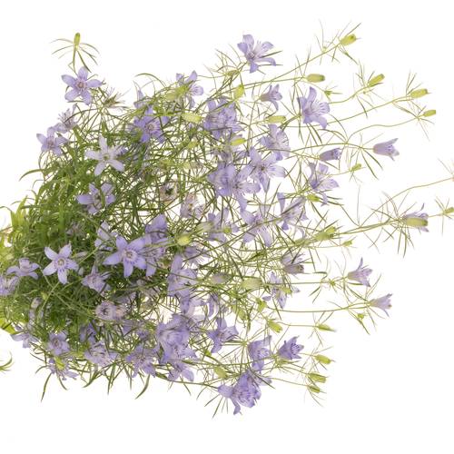 Nigella hell blau Bucharia 70cm