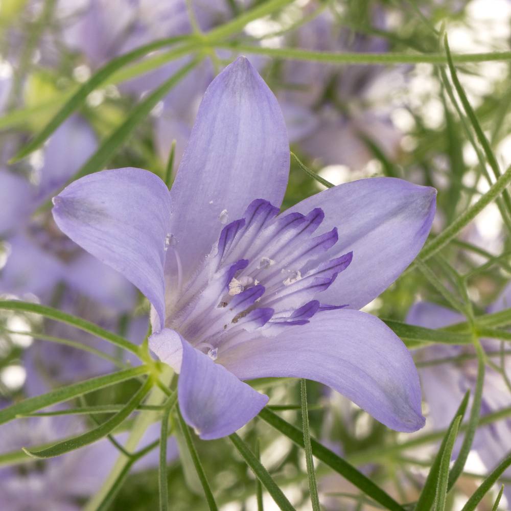 Nigella hell blau Bucharia 70cm